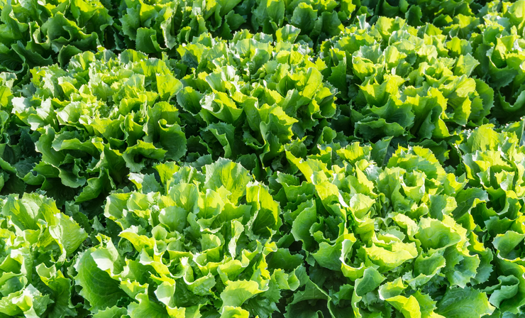 Broad Leaf Endive