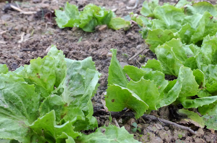 Endive: Everything You Need to Know About 