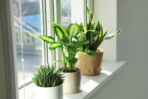 17 Best Indoor Plants for the Living Room