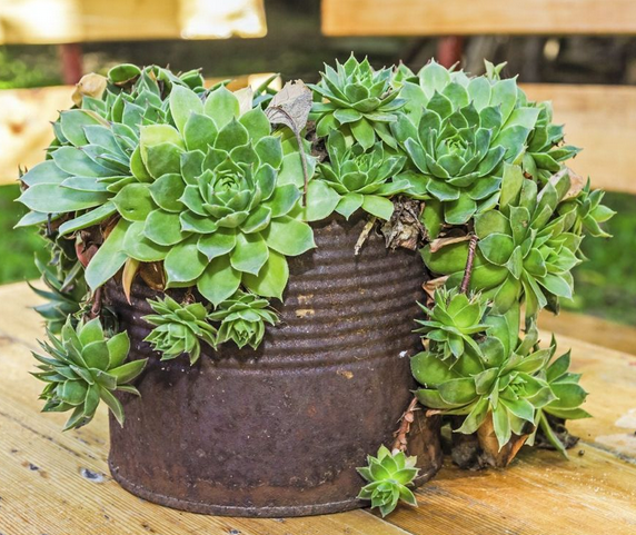 succulent planting ideas