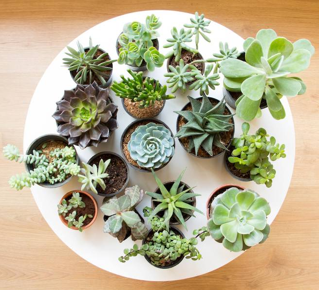 succulent planting ideas