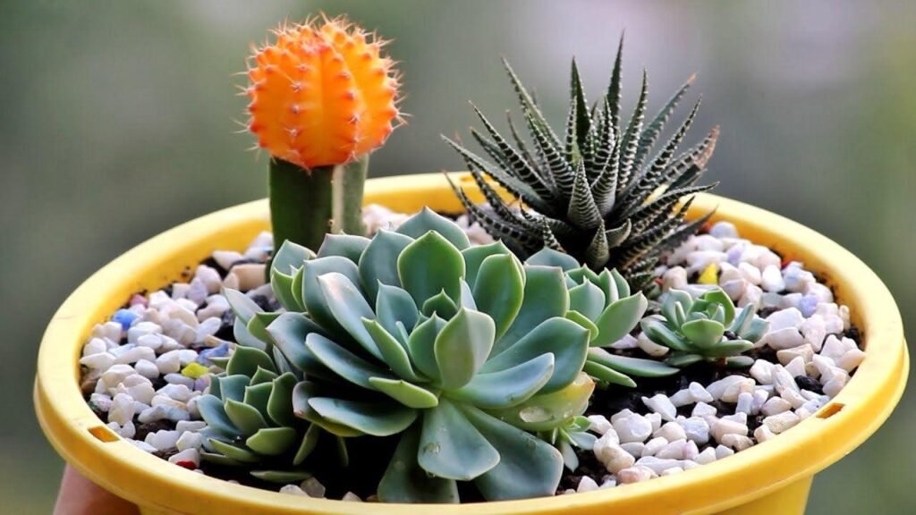 succulent planting ideas